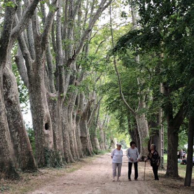 A stroll with friends under the platanes