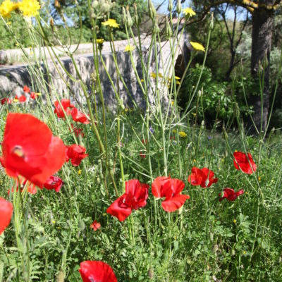 Poppies near the Pont des trois sautets - Aix en Provence