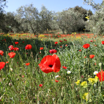 Poppies in spring in an olive grove