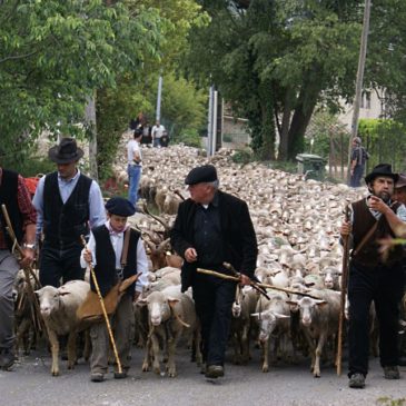 La transhumance