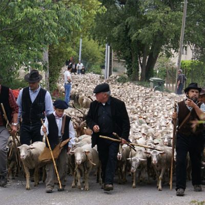 Transhumance in Provence