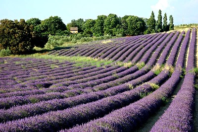 Lavender fiels in Luberon